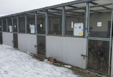 Akcja Wspieramy Zwierzęta